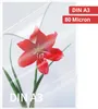 Olympia 1x50 DIN A3 80 mikronů - Transparentní - A3 - 50 Náhled obrázku produktu 4