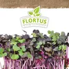 Keimsprossen Radies (200 g) |Keimsprossen von FLORTUS Produktbild-Vorschau 5