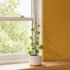 KADAX Bambusstab 90 cm x 12 mm, 1 Stück, Pflanzstab aus Produktbild-Vorschau 7