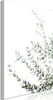 Vliesstoff Leinwandbild - Eucalyptus Parvifolia (1 Part) Produktbild-Vorschau 1