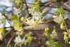 Lonicera purpusii, Wintergeißblatt, cremeweiße Blüten, Produktbild-Vorschau 2
