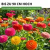Zinnien Dahlienblütige Riesen, Mischung Samen - Zinnia Produktbild-Vorschau 7