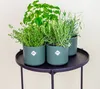 Zynesflora 4 Stück Italienische Kräuter Pflanzen im Ø 14 cm Produktbild-Vorschau 5