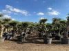 Sunny Tree – drzewo oliwne Pompon – 50 lat, wysokość 230 Podgląd zdjęcia produktu 1