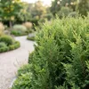 Green boutiQ - 40x Cupressocyparis leylandii 2011 - Produktbild-Vorschau 4