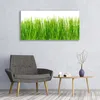 Glasbilder 120x60 Wandbild Druck auf Glas Gras Natur Produktbild-Vorschau 3