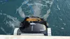 Robot per piscina elettrico fondo, pareti e linea d'acqua Anteprima dell’immagine prodotto 4