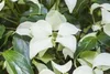 Cornus kousa chinensis 'Schmetterling', Blumen-Hartriegel, Produktbild-Vorschau 2