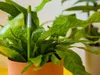 A close-up shot of a green plant hygrometer inserted into a potted plant. Produktbild-Vorschau