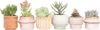 Mieszanka sukulentów - 6 szt - Succulent Mix - Wysokość Podgląd zdjęcia produktu 6