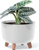 A potted plant with silver-green leaves in a white planter with wooden legs. Náhľad obrázku produktu