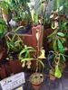 Nepenthes rafflesiana (pianta carnivora)  - 10 semi Anteprima dell’immagine prodotto 4