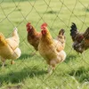 Síť na ochranu před ptáky – zahradní síť proti ptákům – Náhled obrázku produktu 4