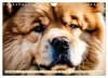 Chow Chow - der Löwenkopfhund (Wandkalender 2027 DIN A4 Produktbild-Vorschau 11