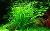 Aquarium Pflanze Helanthium tenellum 'Green' Tropica Produktbild-Vorschau 1