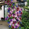 3 x Clematis Kletterplanzen Mix (3 Pflanzen): 3 kaufen/2 Produktbild-Vorschau 1