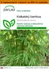 SAFLAX Garden in the bag - kalkatský bambus - Dendrocalamus Náhľad obrázku produktu 1