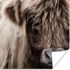 MuchoWow® Poster Schottisches Hochlandrind - Schottische Produktbild-Vorschau 1