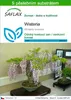 SAFLAX - Wisteria - Wisteria sinensis - 4 Semena - S Náhled obrázku produktu 1