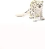 Animale domestico - leopardo delle nevi Anteprima dell’immagine prodotto 3