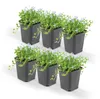 Bodendecker - Blauer Bubikopf - Isotoma fluviatilis - 9cm Produktbild-Vorschau 6