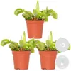 Bloomique - Lot de 3 - Dionaea Muscipula - Plante Carnivore Voir les images du produit 2