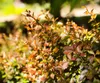 Berberis thunbergii 'Atropurpurea Nana', Blutberberitze, Produktbild-Vorschau 4