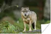 MuchoWow® Poster Wolf - Tiere - Wald 180x120 cm - Produktbild-Vorschau 1