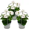 Geranien hängend - Pelargonium peltatum - 12cm Topf - Set Produktbild-Vorschau 1