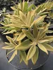 Rhododendron pachysanthum Goldenvelours - Goldfilzige Produktbild-Vorschau 3