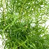 Zierspargel - Sicheldorn-Spargel - Asparagus falcatus - Produktbild-Vorschau 2