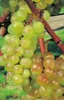 Vitis vinifera Rebe Bellarosso Weintraube Tafeltraube Produktbild-Vorschau 2