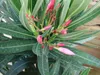 Oleander 80 - 90 cm Busch Nerium Rosenlorbeer Premium rot, Produktbild-Vorschau 4