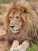 CALVENDO Puzzle Löwen Männchen | 1000 Teile Lege-Größe Produktbild-Vorschau 3