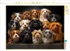CALVENDO Puzzle Viele kleine Hunde auf einem Bild | 1000 Produktbild-Vorschau 1