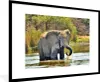 MuchoWow® MuchoWow® Gerahmtes Poster Elefant - Wasser - Produktbild-Vorschau 1