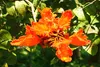 SAFLAX  - Tulipier du Gabon - 30 graines - Spathodea Voir les images du produit 9