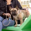 Curli Clasp Vest Geschirr Cord tan, Größe: S Produktbild-Vorschau 3