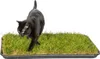 Katzengras Katzenwiese Hundewiese echter Rasen ca 60x40 cm Produktbild-Vorschau 6