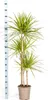 Smocze drzewo - Dracaena marginata "Sunray" - Sunray - Podgląd zdjęcia produktu 3