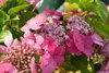 Hydrangea 'Teller Red' (roja) - Hortensia. Maceta de 25-30 Vista previa de la imagen del producto 3