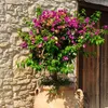 Bugenwilla - Bougainvillea 'Alexandra' - Wysokość 50-60cm - Podgląd zdjęcia produktu 5
