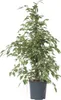 Geigenpflanze - Ficus Benjamina 'Twilight' - Höhe 100-110cm Produktbild-Vorschau 1
