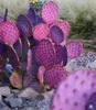 Semena Opuntia Santarita - balení 5 ks - Semena kaktusu - Náhled obrázku produktu 6