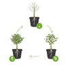 Bloomique - 2er-Set - Salix Integra Flamingo - bunte Weide Produktbild-Vorschau 7