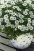 Leucanthemum vulgare, Margerite, weiß, ca. 9x9 cm Topf Produktbild-Vorschau 6
