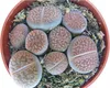 Lithops - Živý kame? - nieko?ko rastlín v 8,5cm kvetiná?i Náhľad obrázku produktu 4