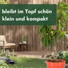 Meine Orangerie - Zwergobst Stämmchen Nektarine - Produktbild-Vorschau 5