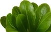 Bloomique - Brighamia Insignis - Palmier d'Hawaï - Plantes Voir les images du produit 6