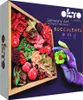 OKTO Clay - Motif : Passion Voir les images du produit 1